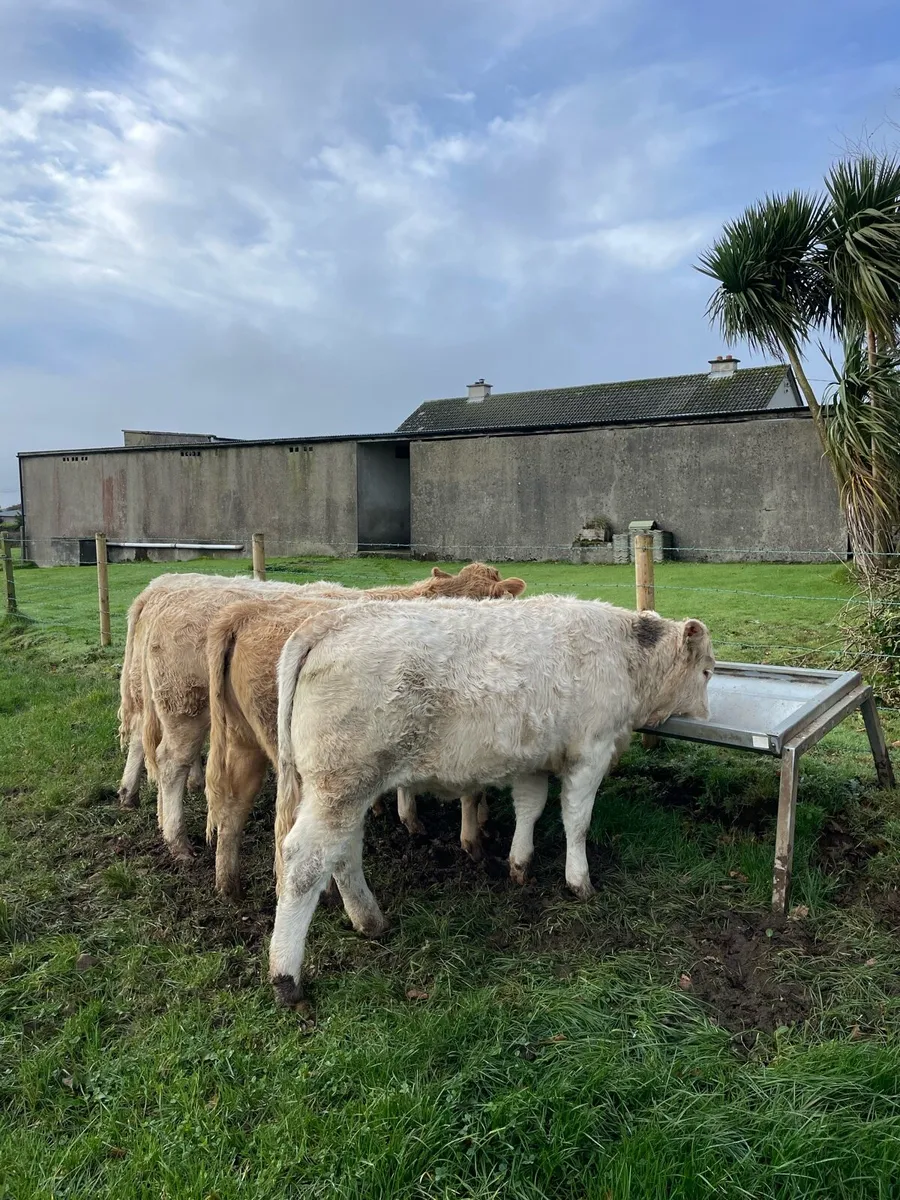 Charolais Heifers - Image 2