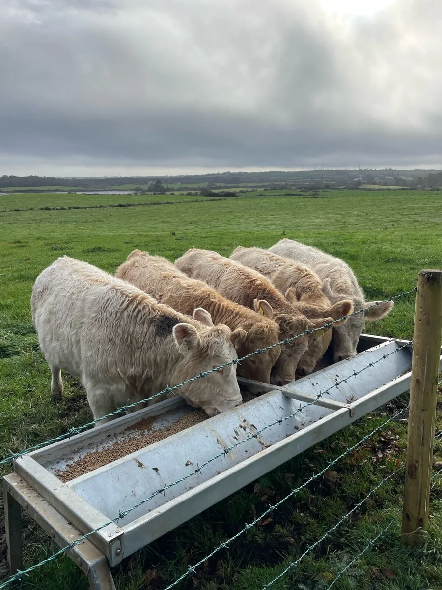 Charolais Heifers - Image 3