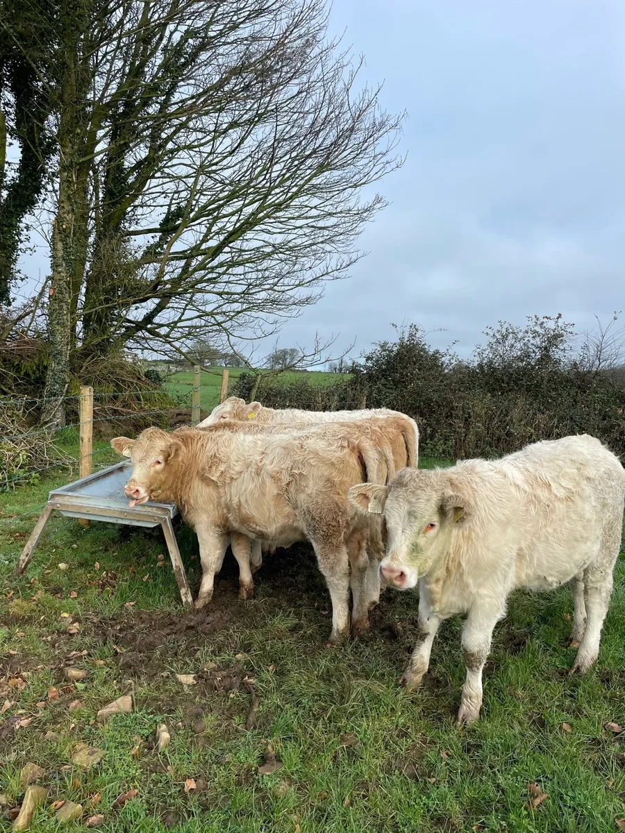 Charolais Heifers - Image 4