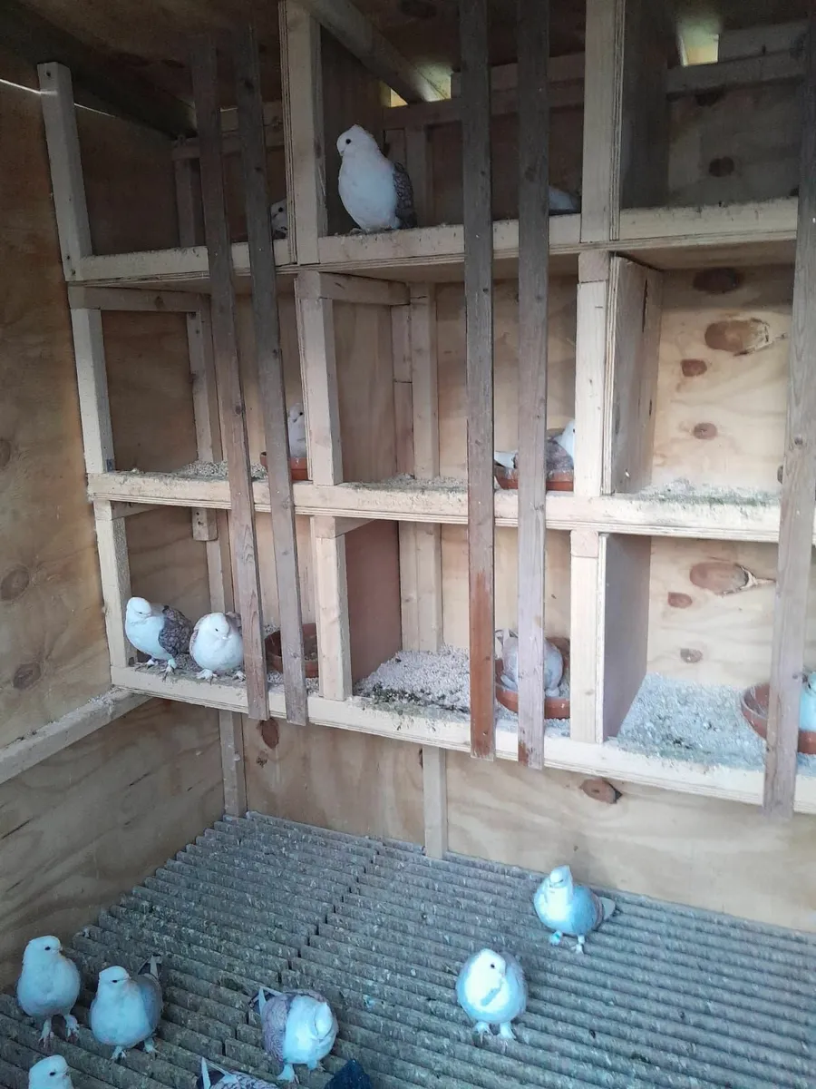 Peigon loft and kit boxes - Image 2