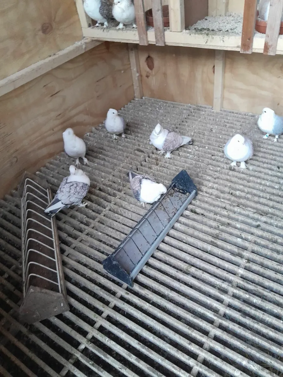 Peigon loft and kit boxes - Image 3