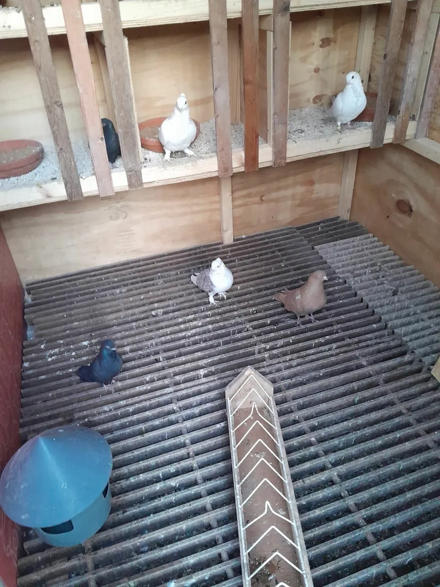 Peigon loft and kit boxes - Image 4