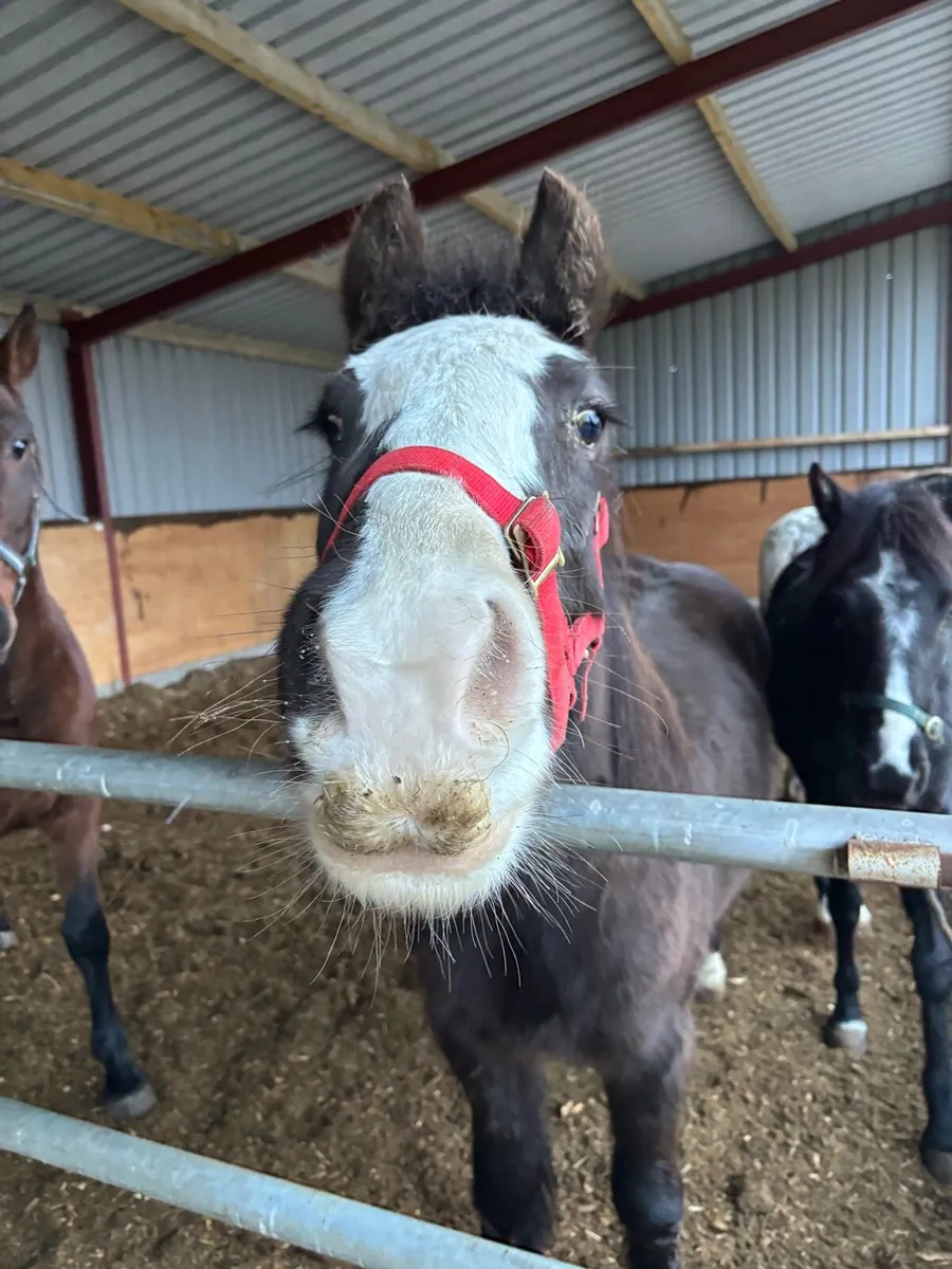 SELECTION OF PONIES, 4yo & UPWARDS - Image 1