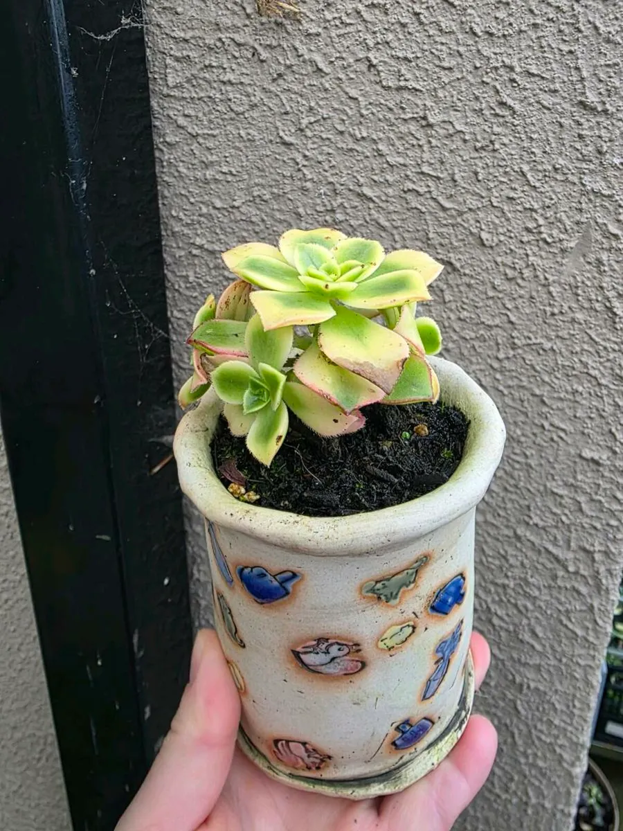 Garden plants - Image 1