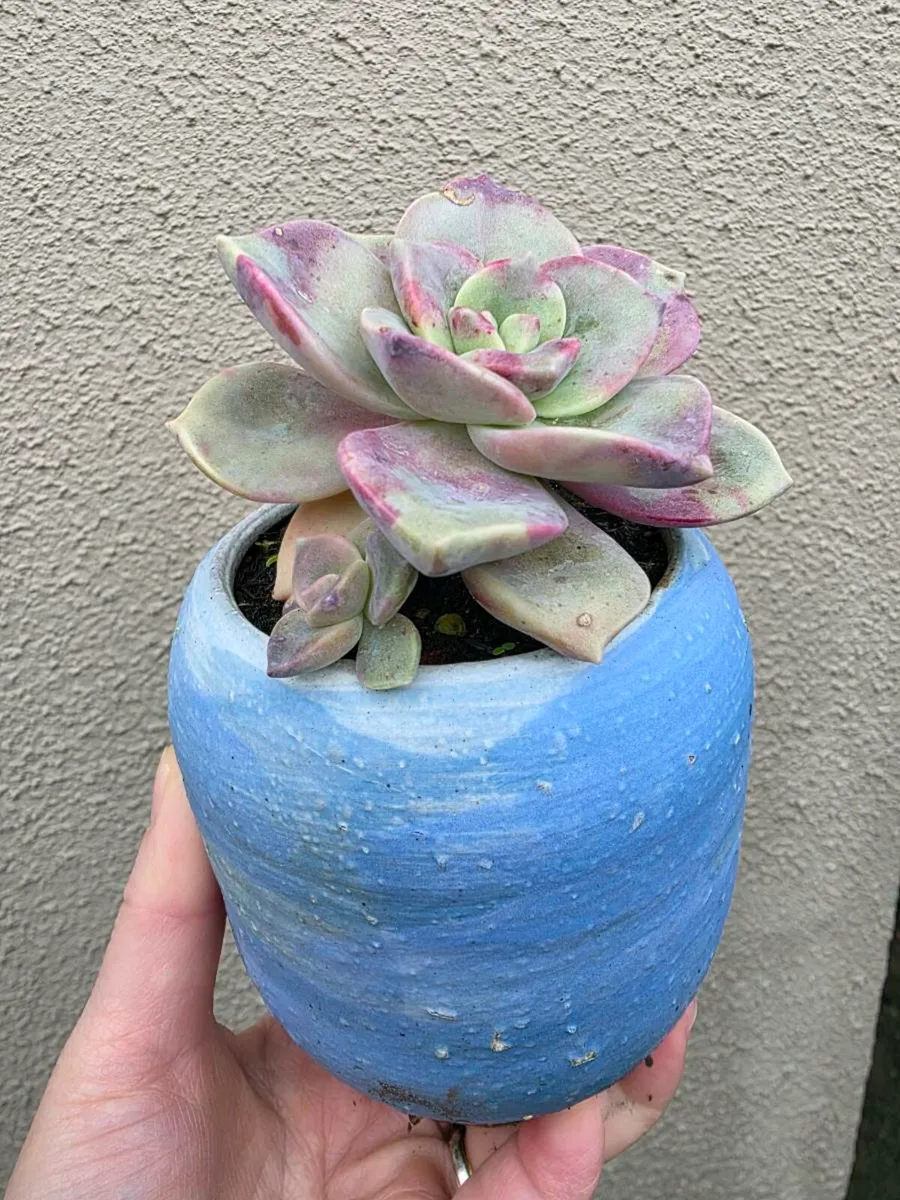 Garden plants - Image 2