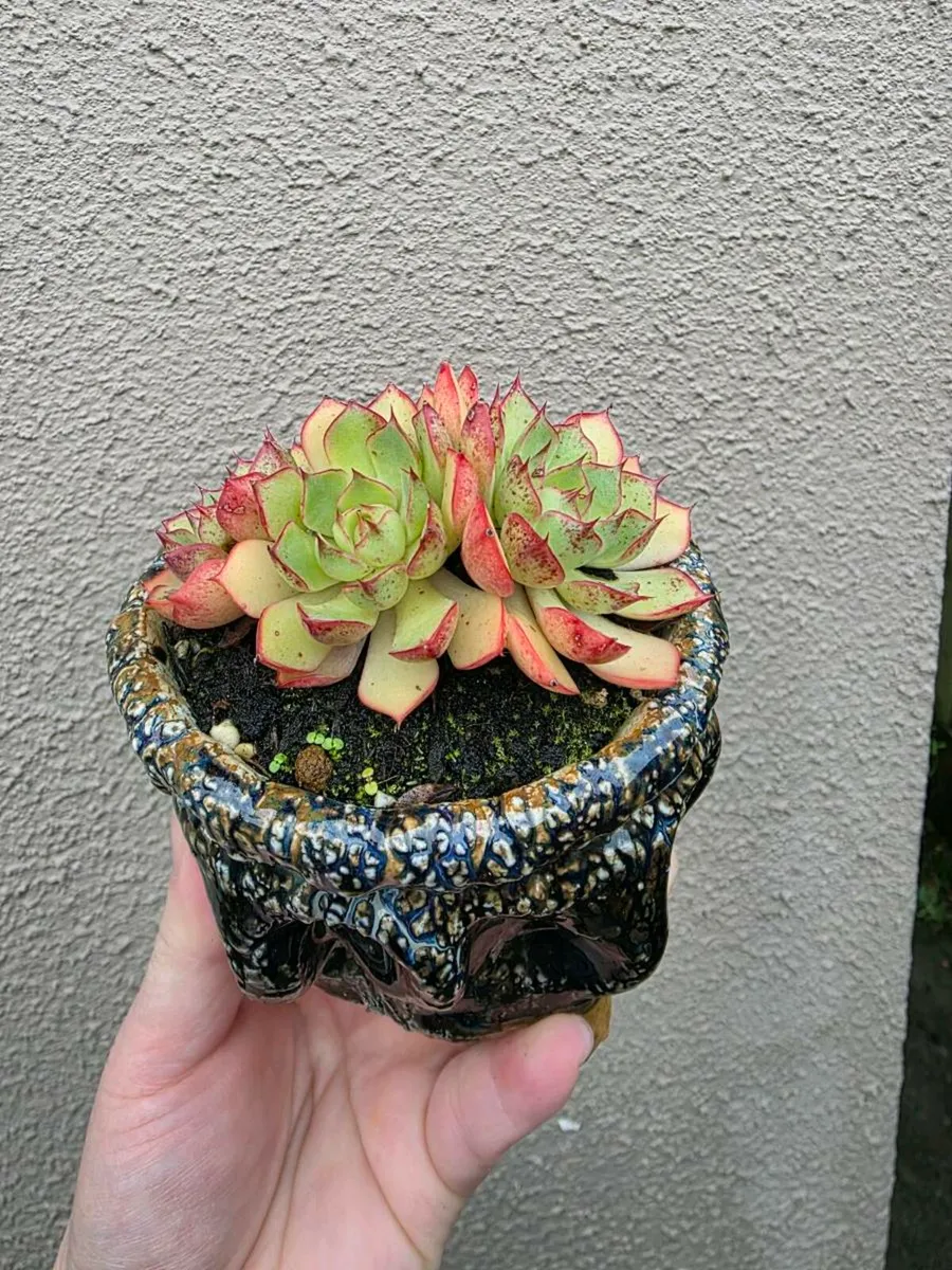 Garden plants - Image 3