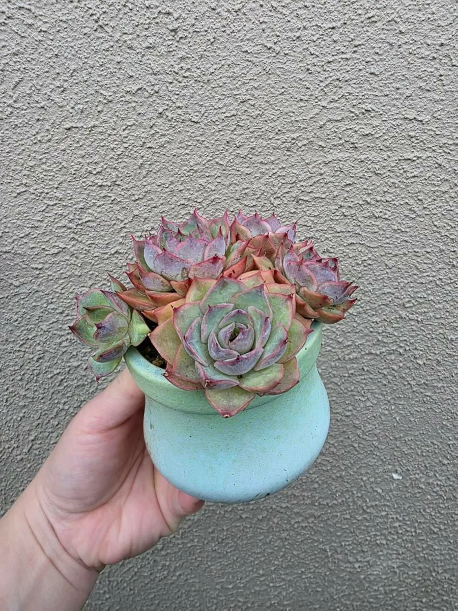 Garden plants - Image 4