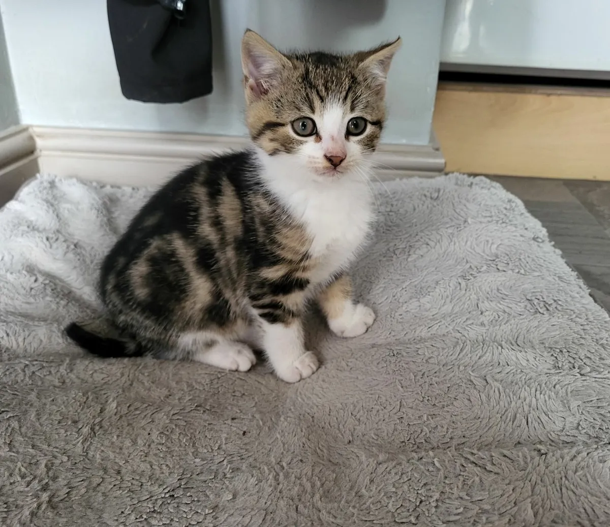 Kitten for sale - Image 1