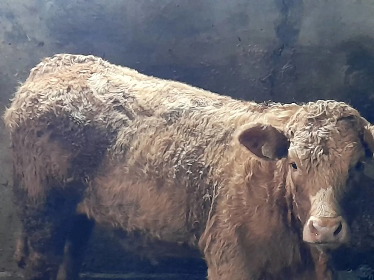 ✨️Heifer Weanling's✨️ - Image 1