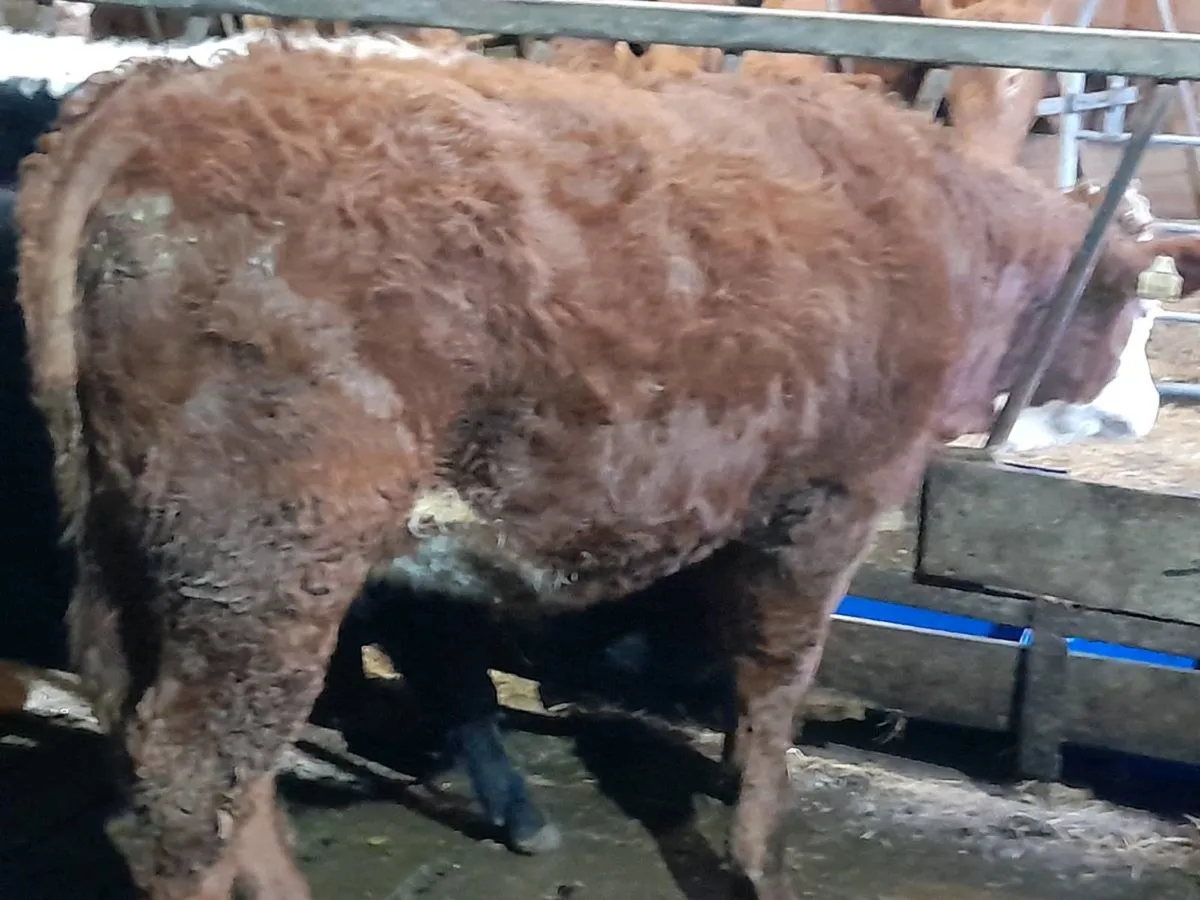 ✨️Heifer Weanling's✨️ - Image 2