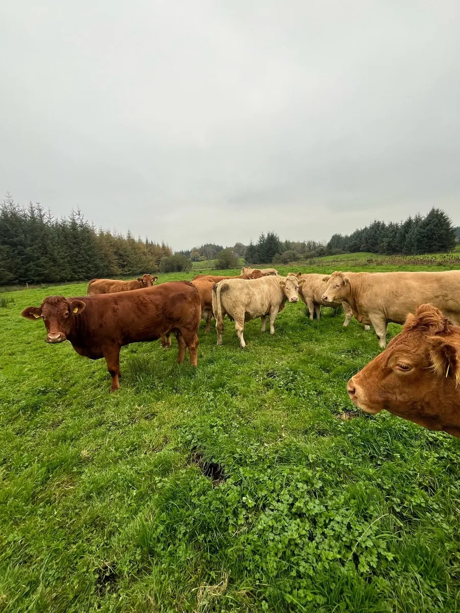 Suckler herd dispersal - Image 1