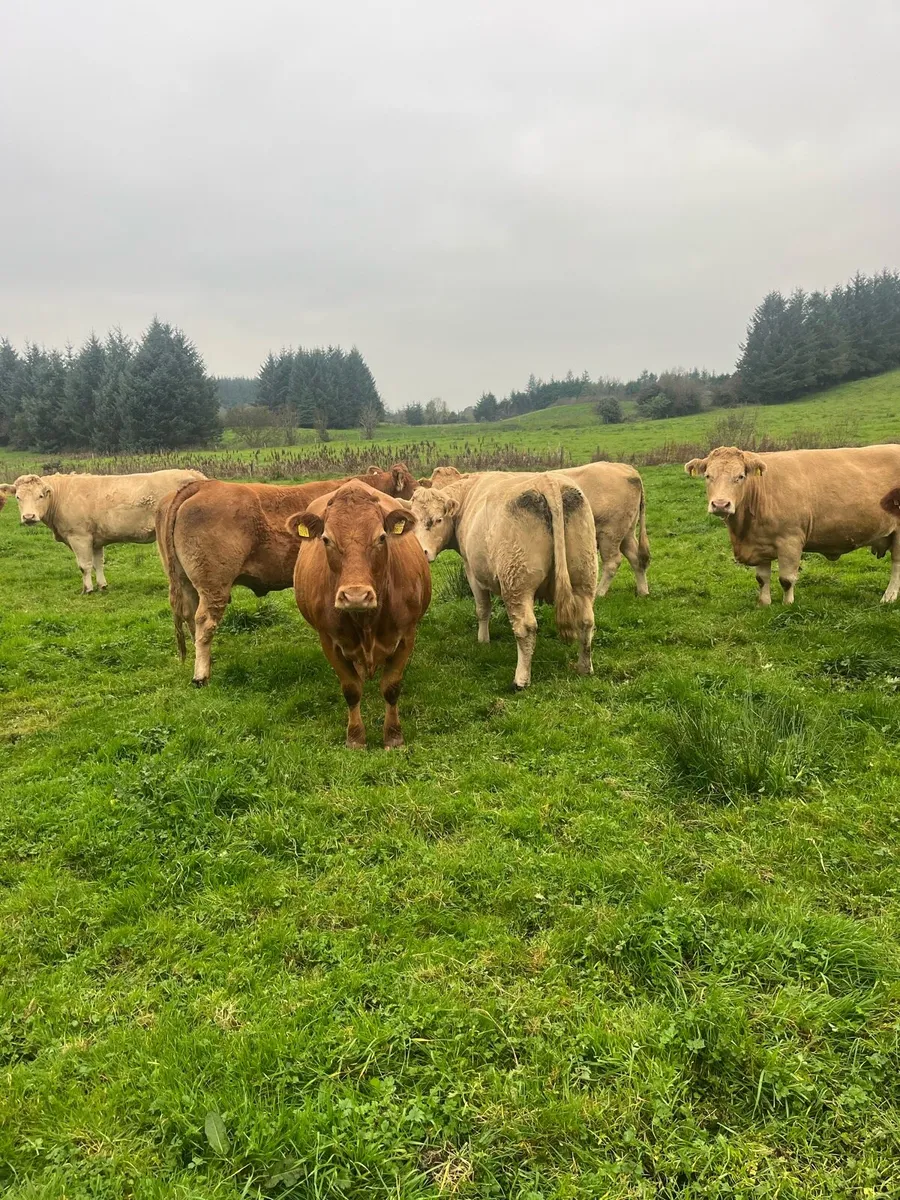 Suckler herd dispersal - Image 2