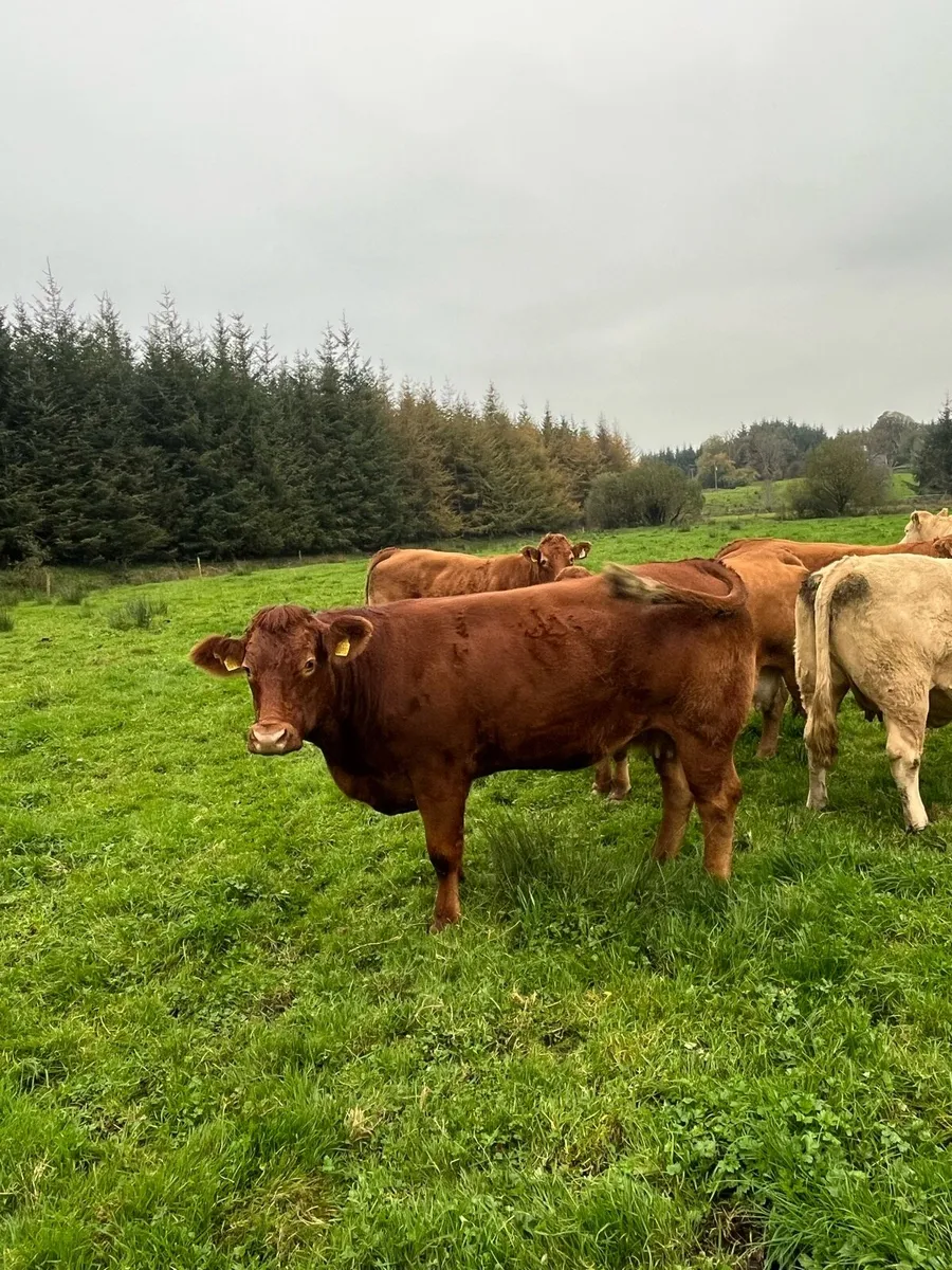 Suckler herd dispersal - Image 3