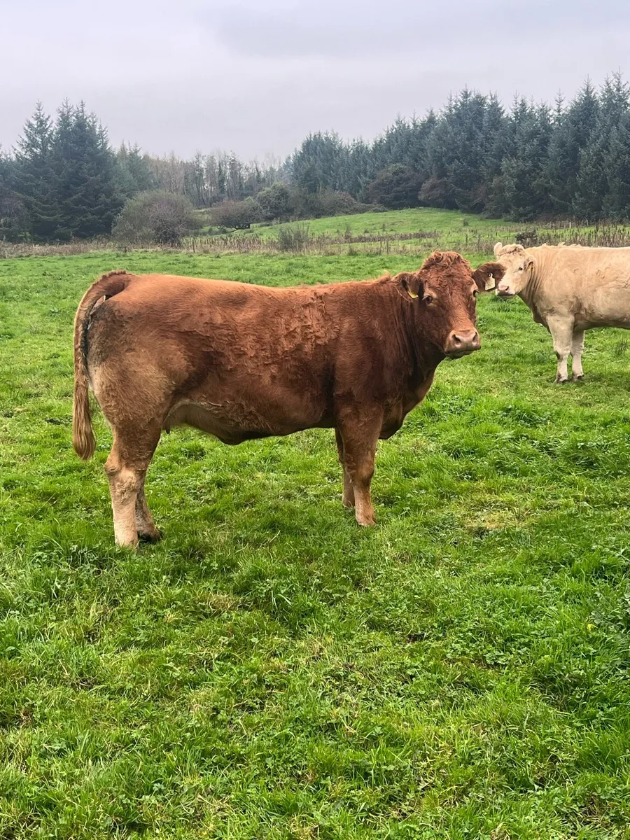 Suckler herd dispersal - Image 4