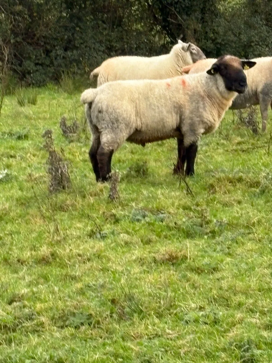 Pedigree Suffolk Ram - Image 1