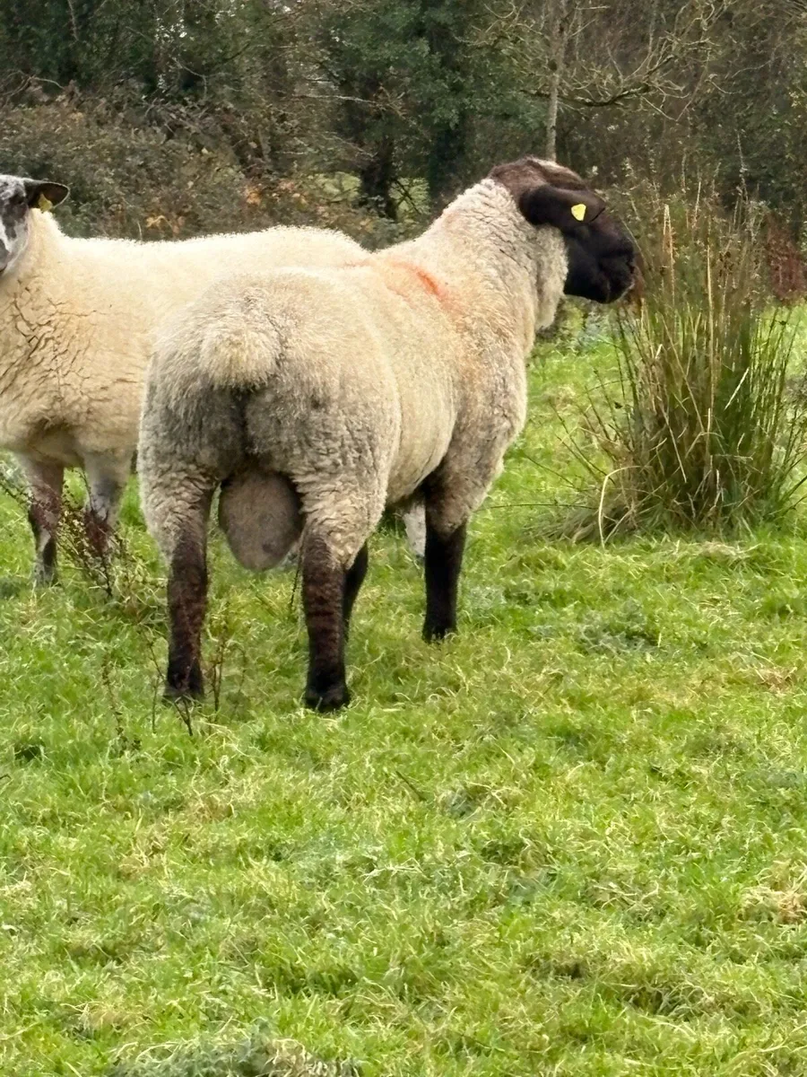 Pedigree Suffolk Ram - Image 2