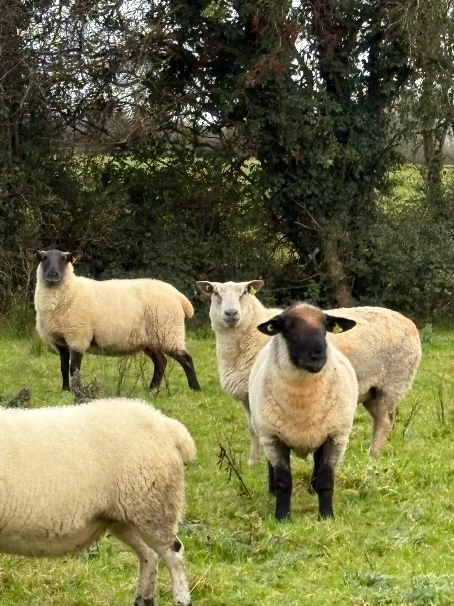Pedigree Suffolk Ram - Image 3