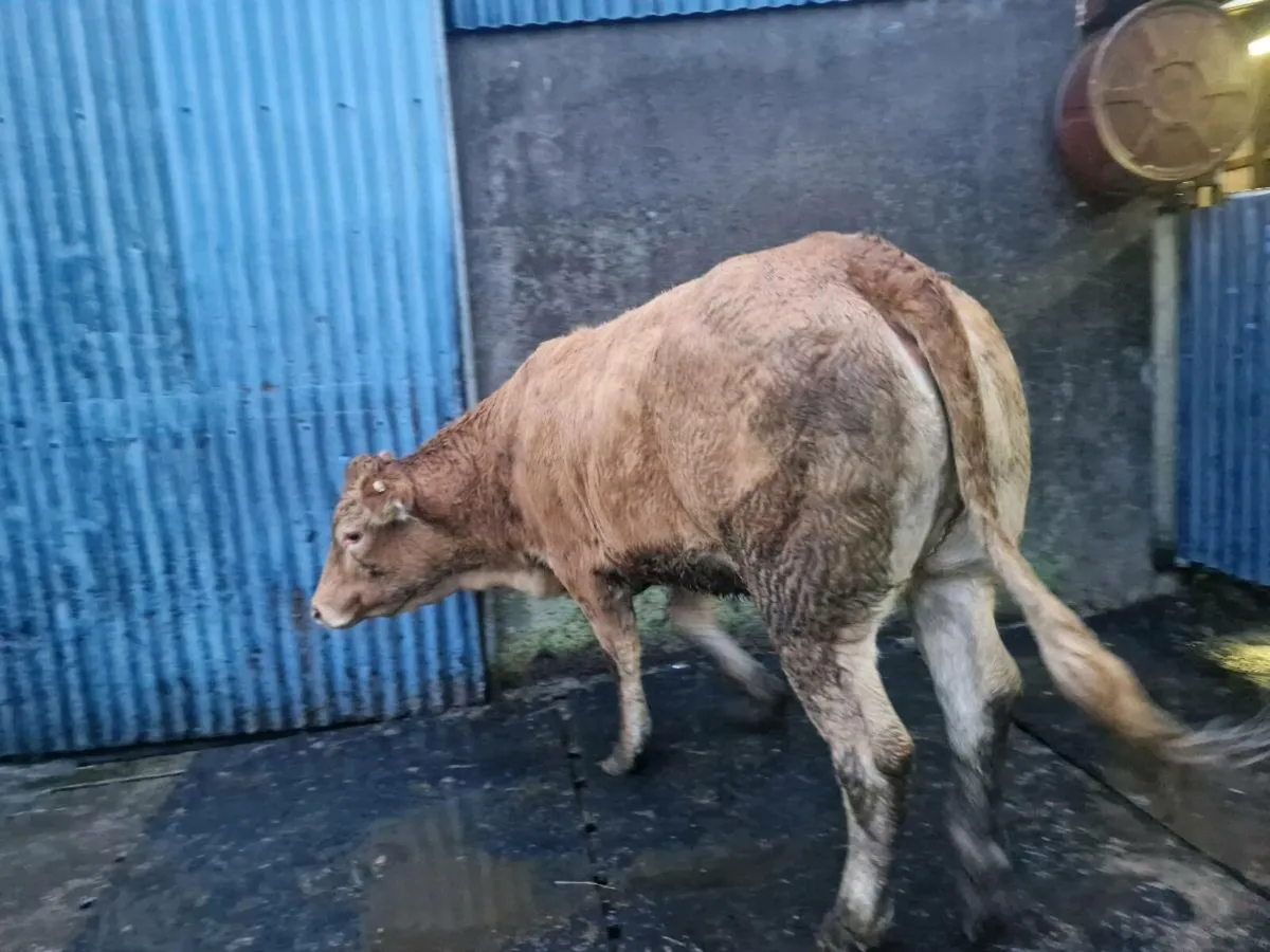 Pedigree Registered  Heifer 5 star - Image 2