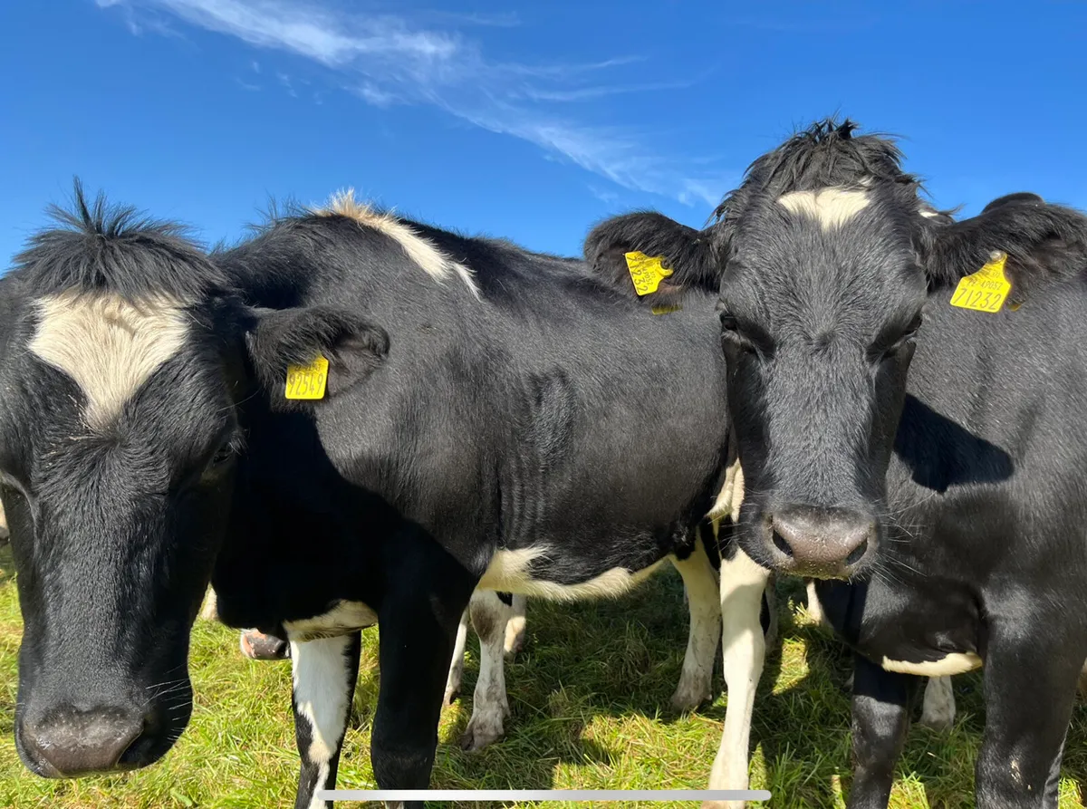 21 x March 1st Calving Cows - Image 1