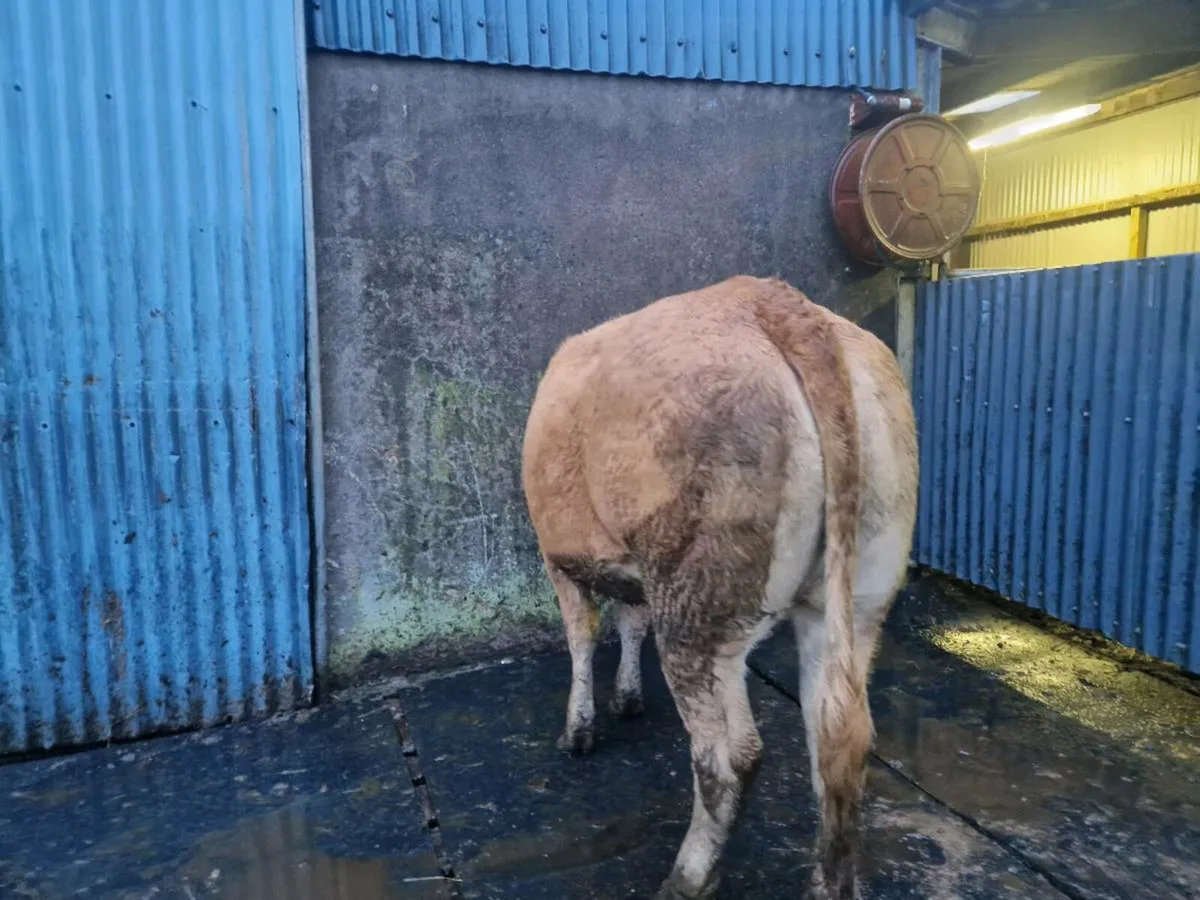 Pedigree Registered  Heifer 5 star - Image 3