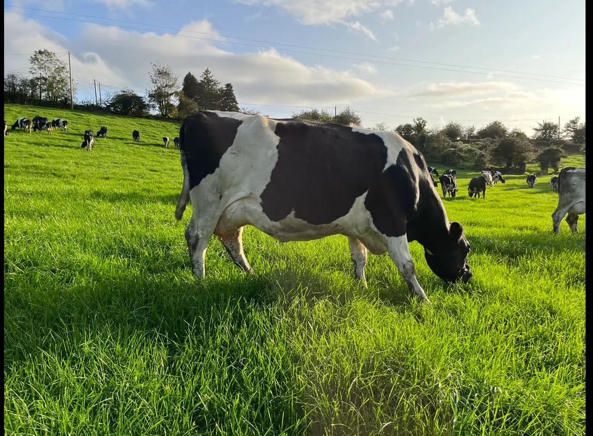 21 x March 1st Calving Cows - Image 2