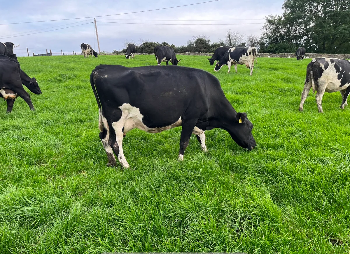 21 x March 1st Calving Cows - Image 3