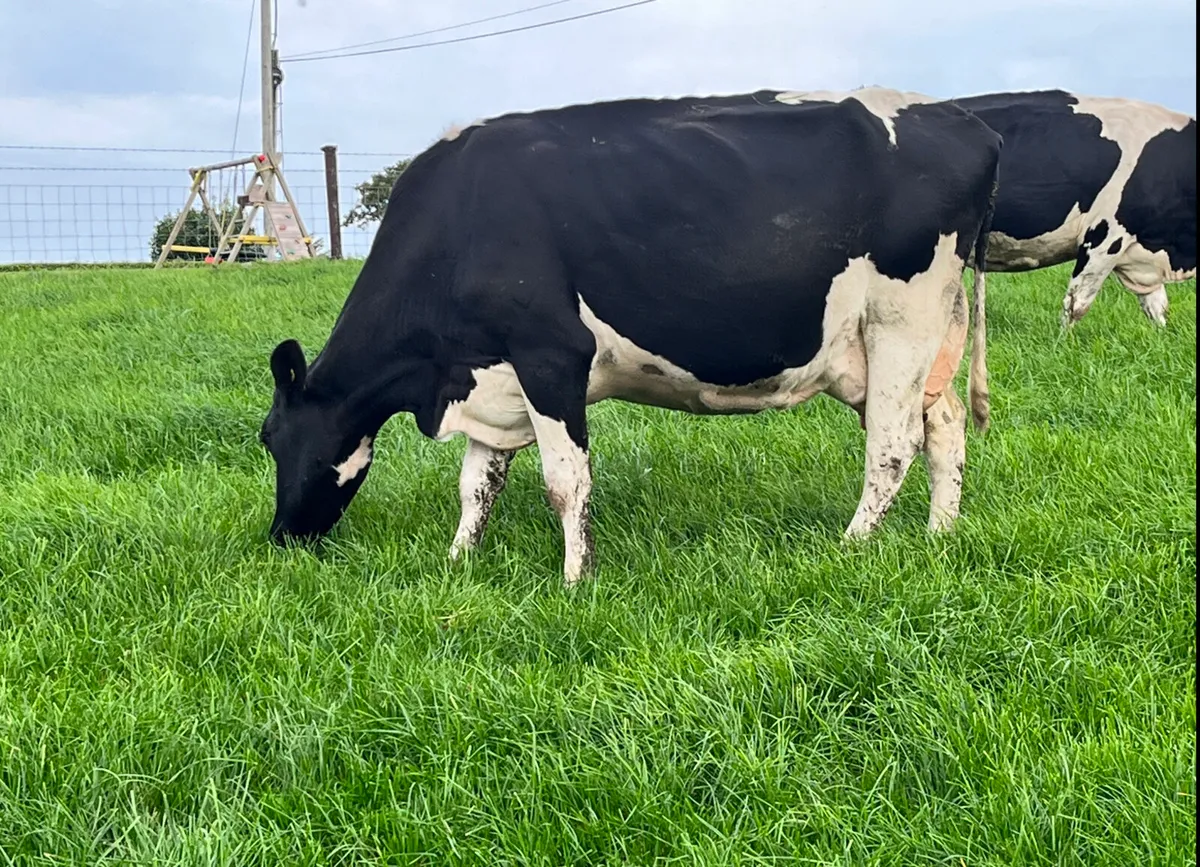 21 x March 1st Calving Cows - Image 4