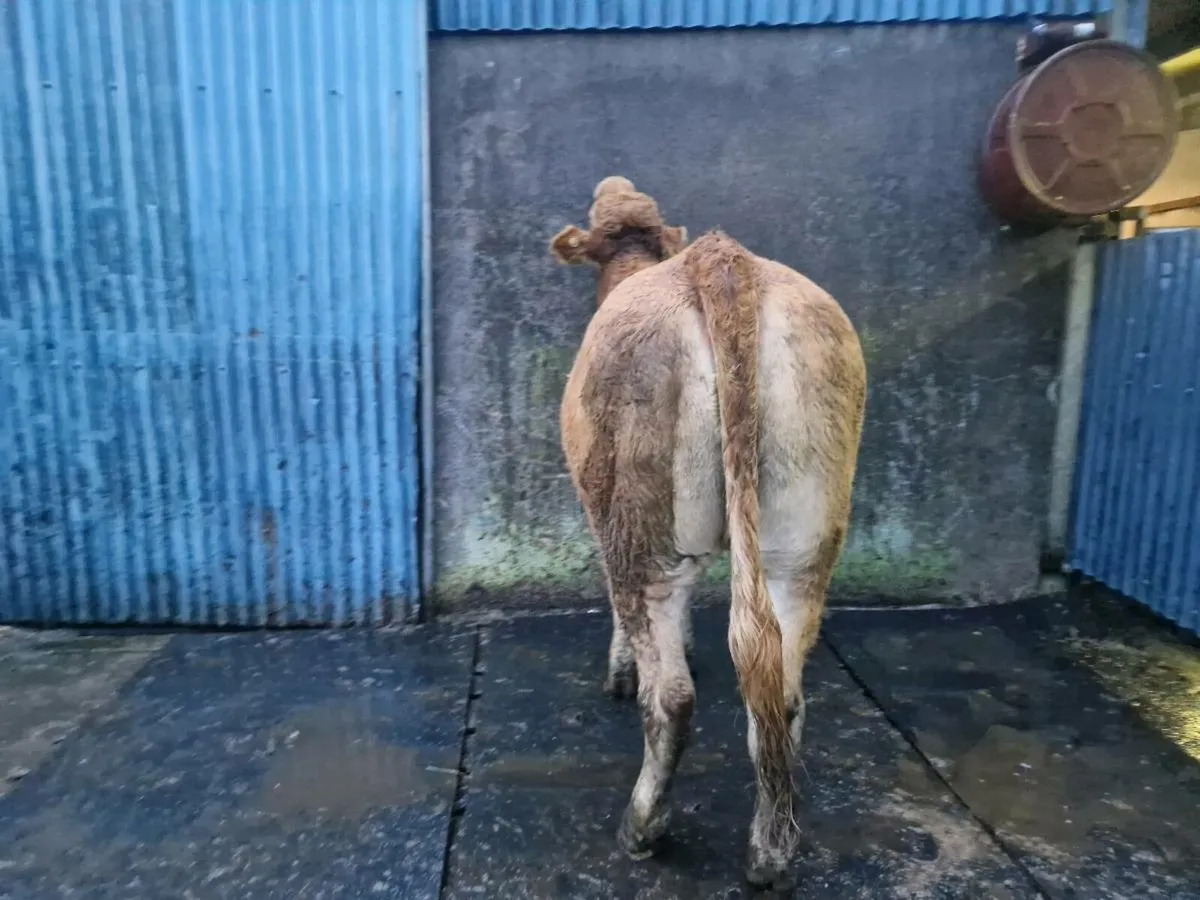 Pedigree Registered  Heifer 5 star - Image 4