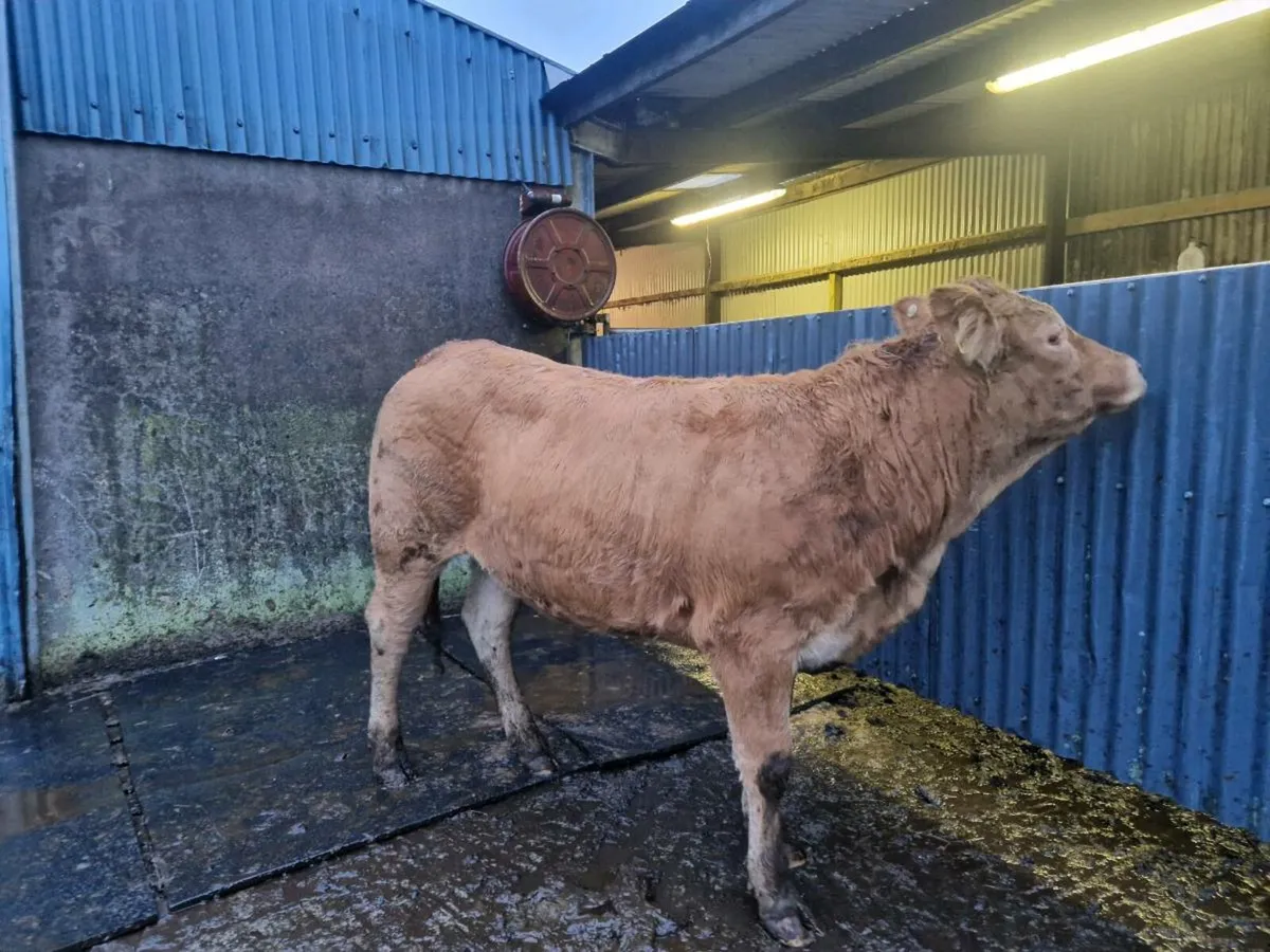 Pedigree Registered  Heifer 5 star - Image 1