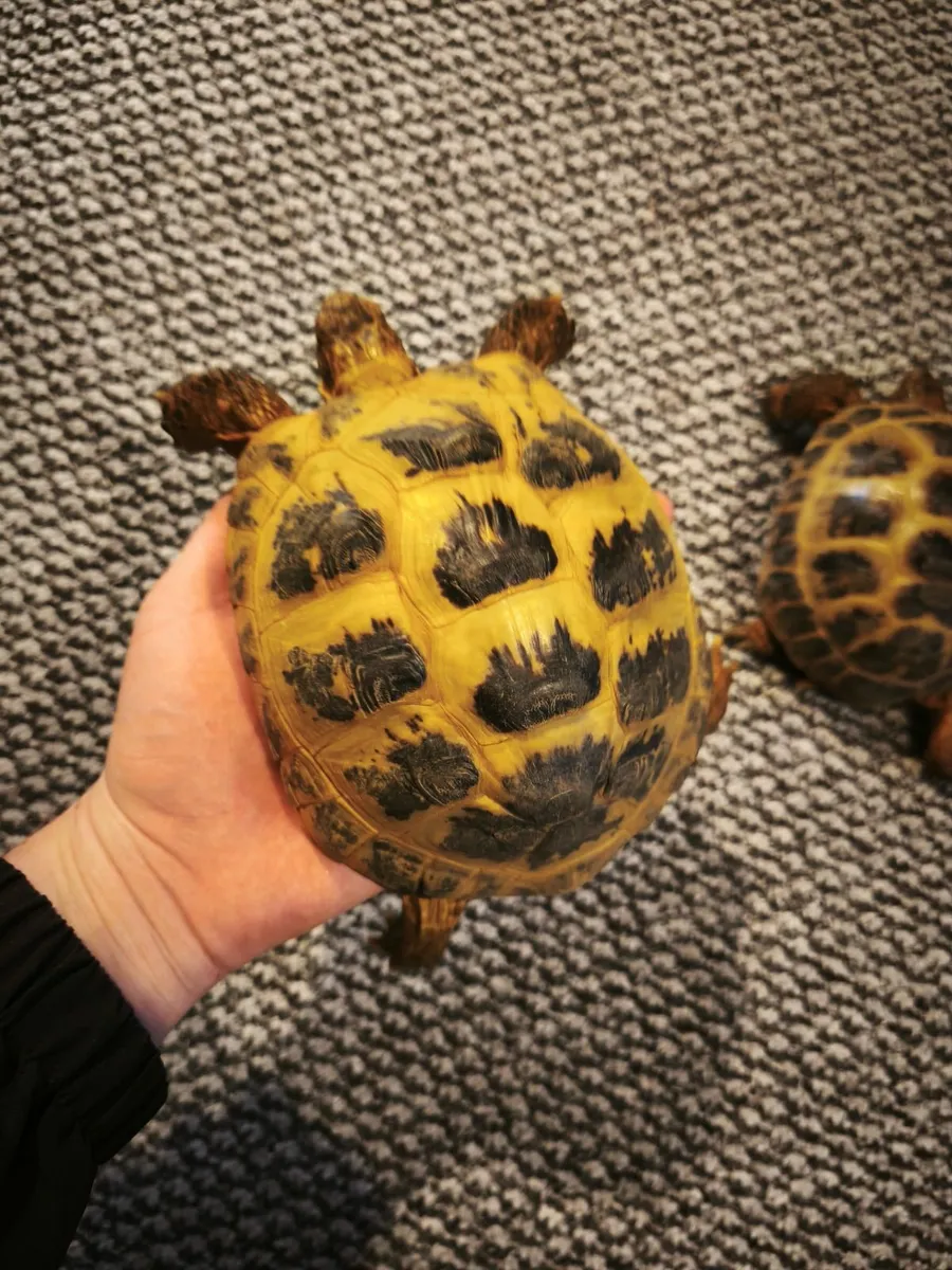 Male and female russian tortoises - Image 1
