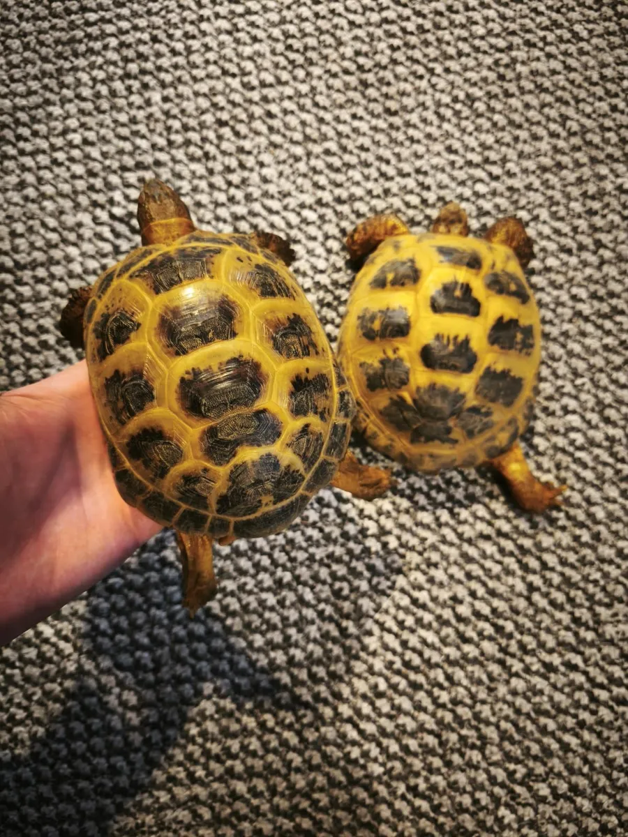 Male and female russian tortoises - Image 2