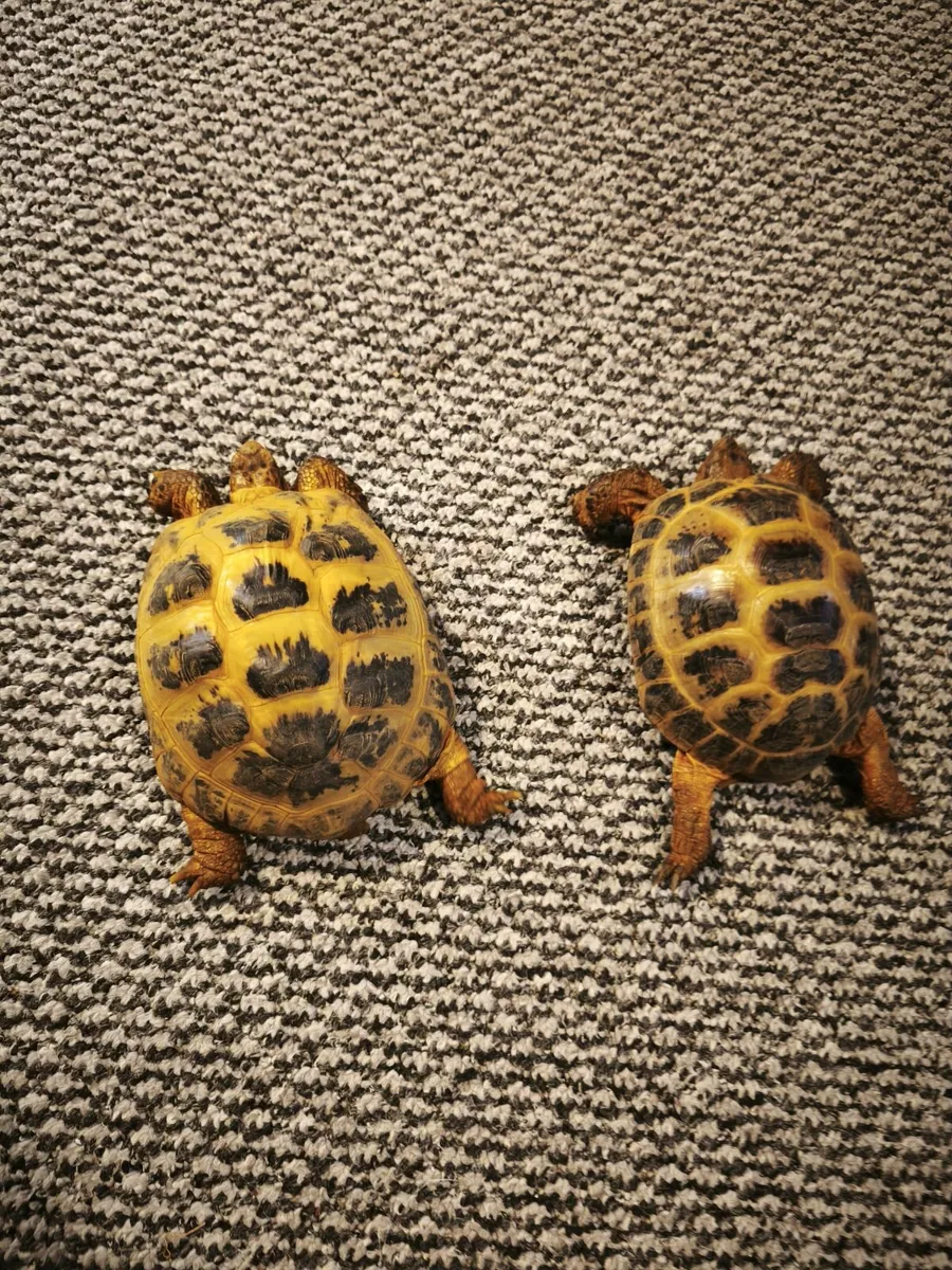 Male and female russian tortoises - Image 3