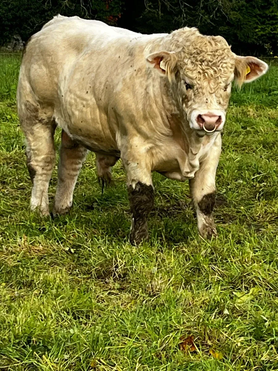 Charolais Bulll - Image 2