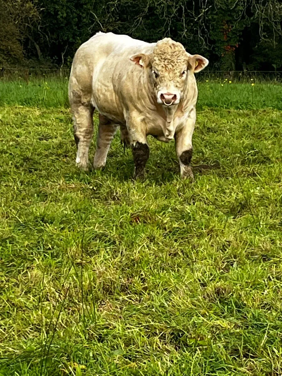 Charolais Bulll - Image 3