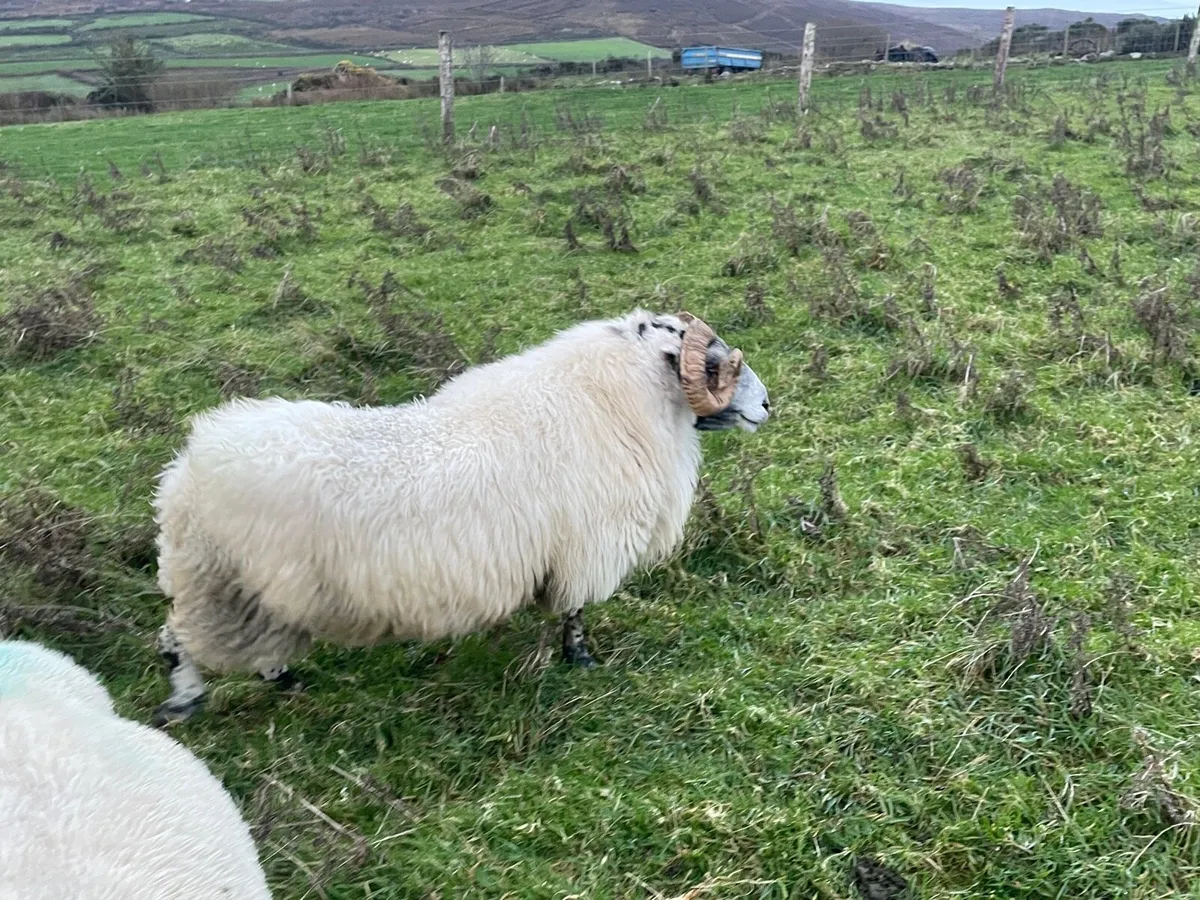 Lanark ram - Image 2