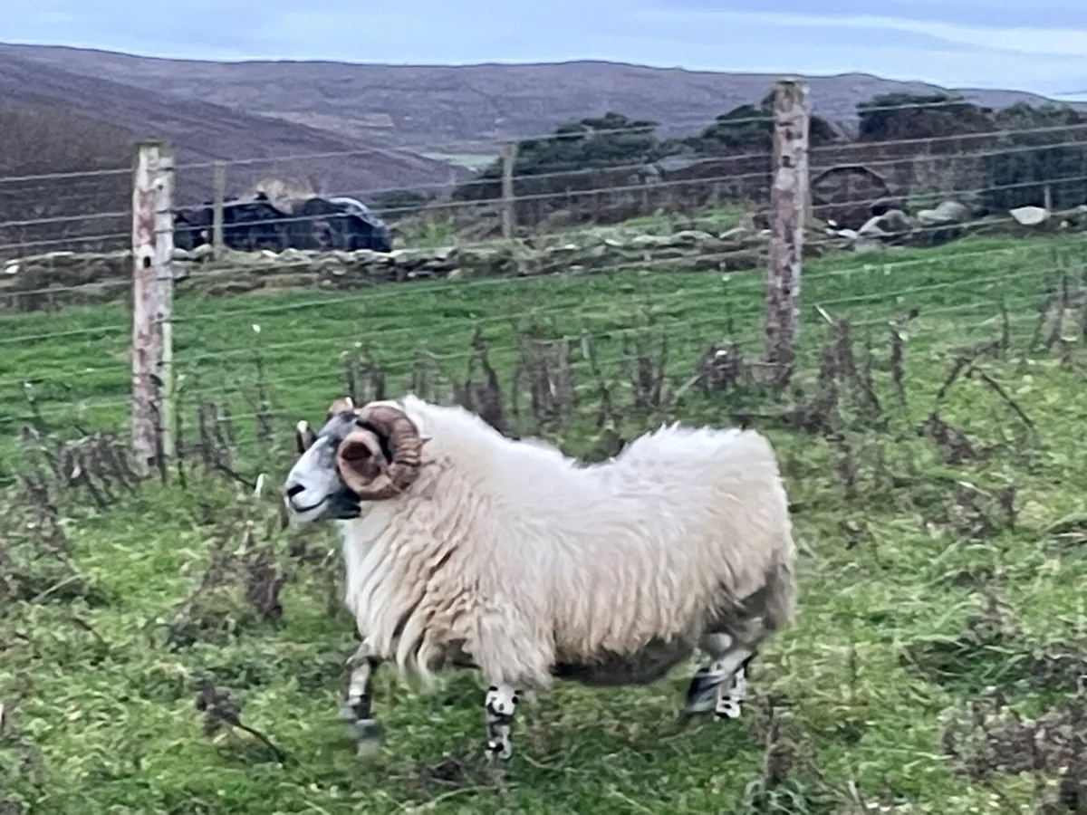 Lanark ram - Image 1