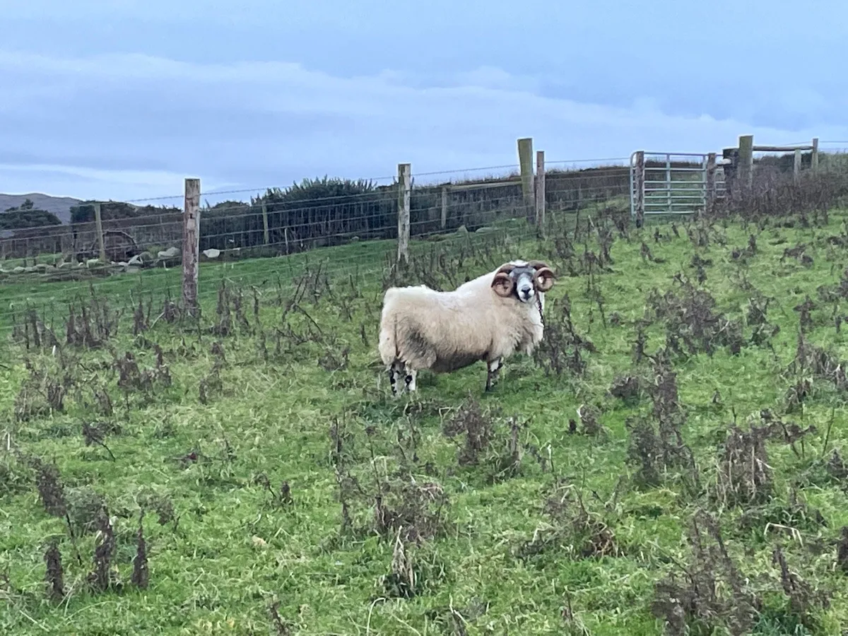 Lanark ram - Image 3