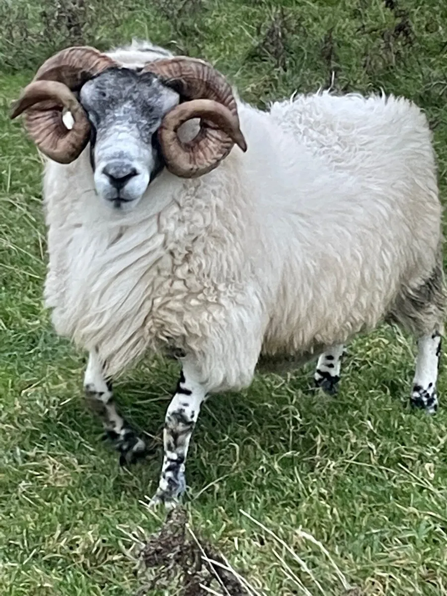 Lanark ram - Image 4