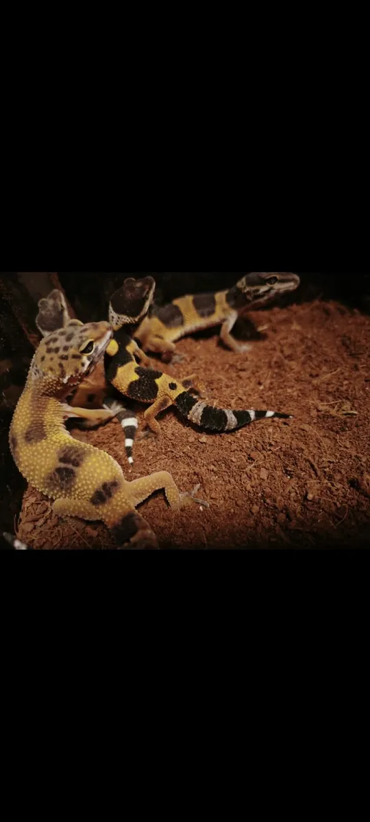 Juvenile leapard geckos - Image 2