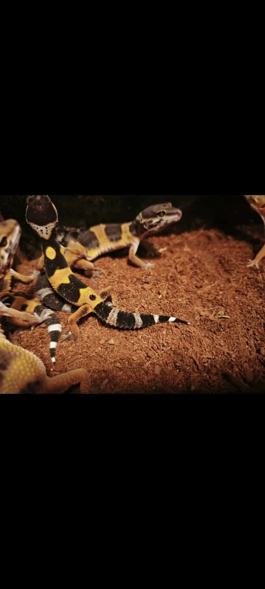 Juvenile leapard geckos - Image 3
