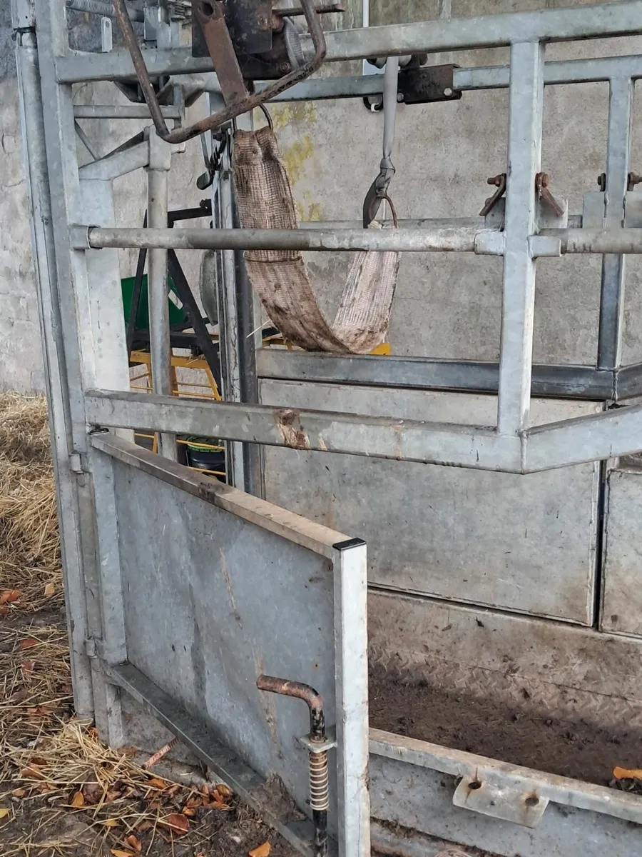 Cattle crush - Image 4