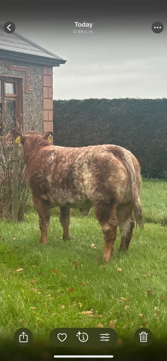 Show heifer for Roscommon 11/11/25 - Image 1