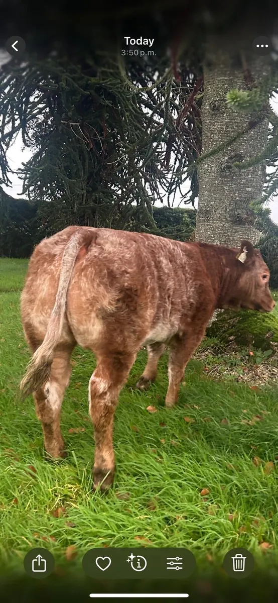 Show heifer for Roscommon 11/11/25 - Image 2