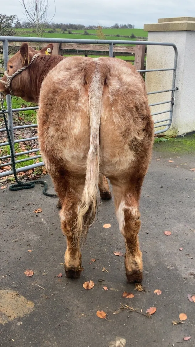 Show heifer for Roscommon 11/11/25 - Image 3