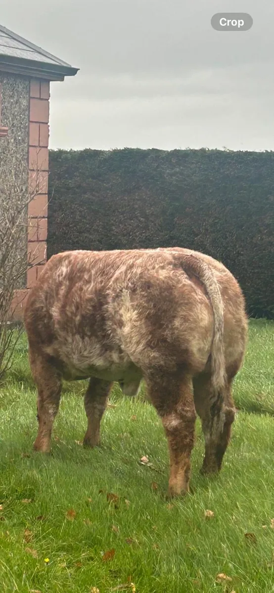 Show heifer for Roscommon 11/11/25 - Image 4