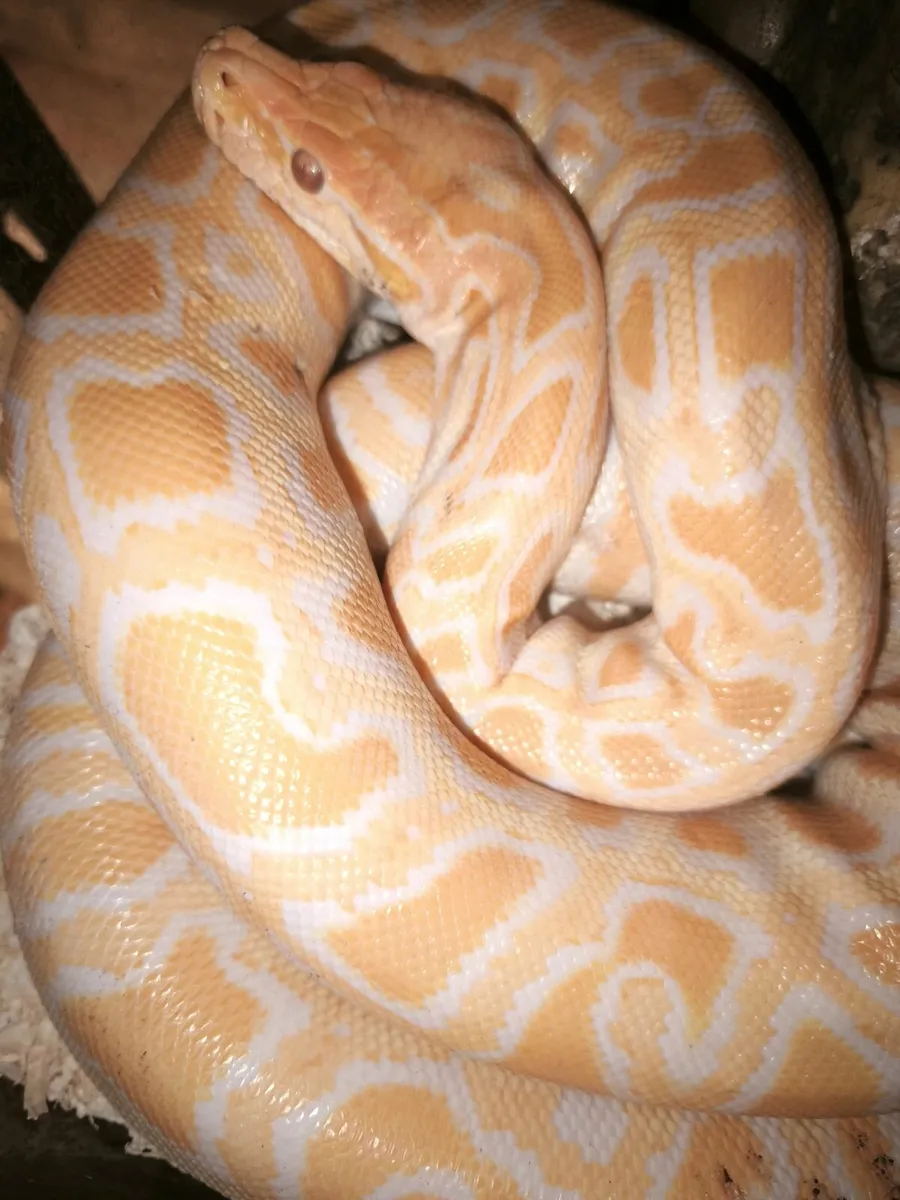 Male albino Burmese python juvenile