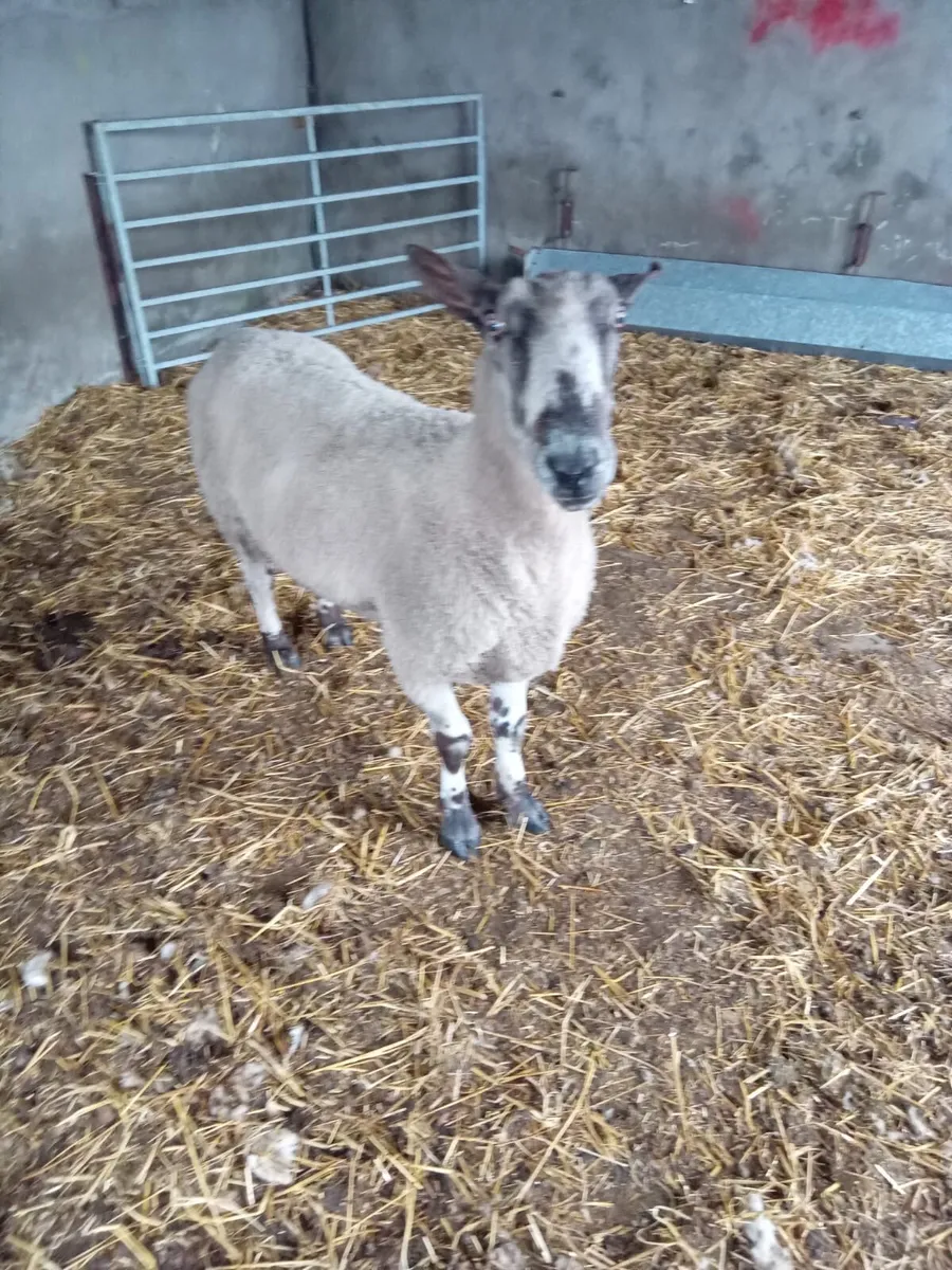 PBR Blue Leicester Ram