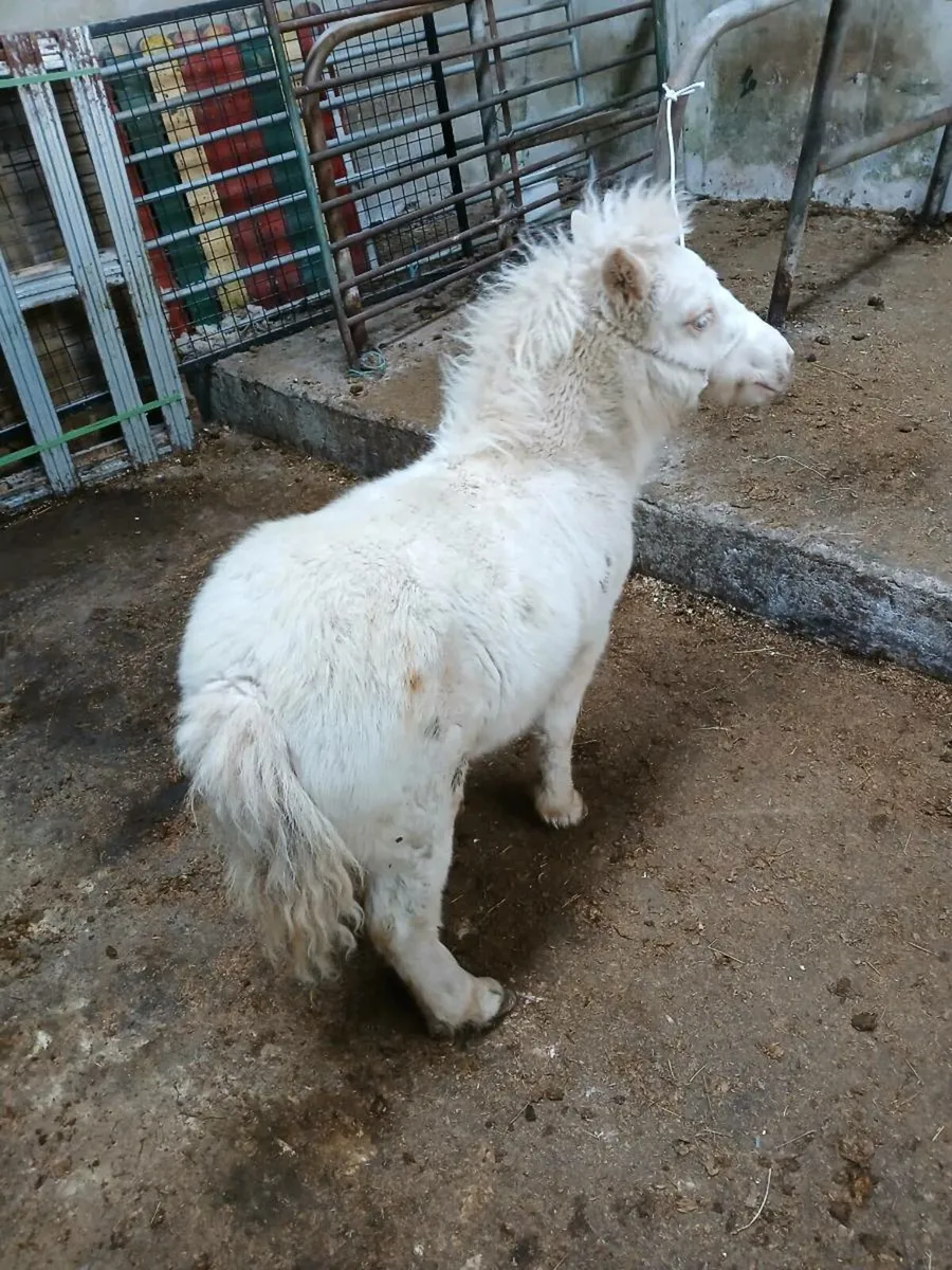 Minature fababella foal - Image 1