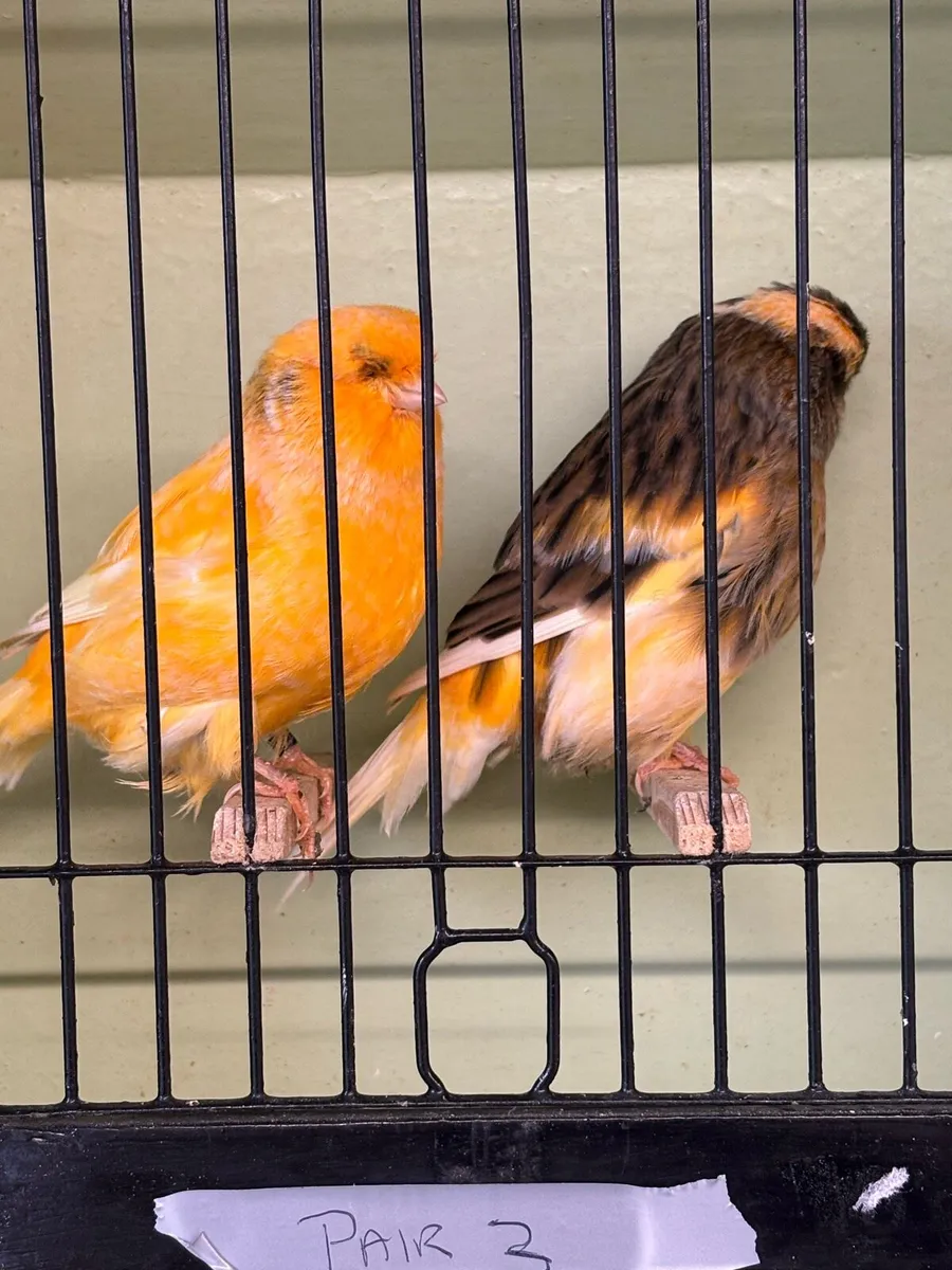 Norwich Canary For Sale and Canary Feeder - Image 1
