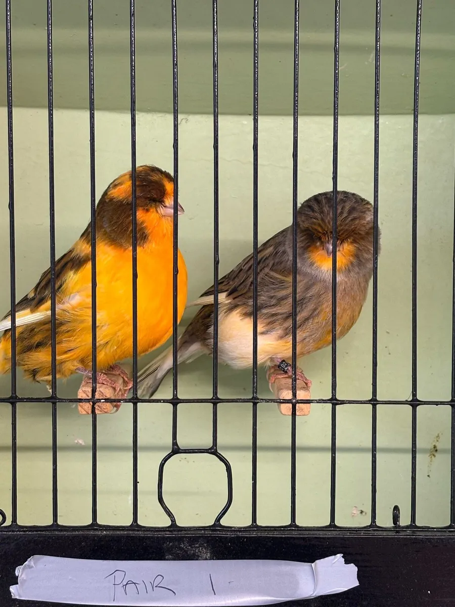 Norwich Canary For Sale and Canary Feeder - Image 2